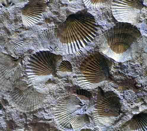 Brachiopoda Brachiopod Facts: Taxonomy: Phylum: Brachiopoda Class: Inarticulata Class: Articulata Range: Cambrian-Recent Mode