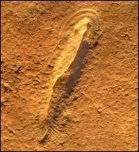 Phylum: Chordata ~600-700 Mya Earliest Chrodate fossile: 560 Mya Flinders Range
