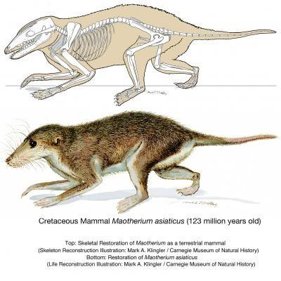 Class: Mamalia ~200 Mya appeared in the Late Triassic Over 70 million years after