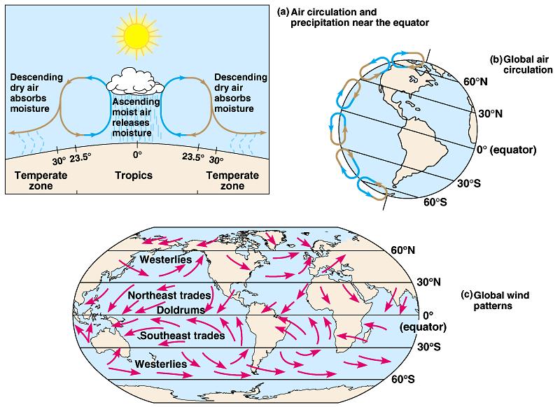 Global Air Circulation Patterns Hot air ascends; cold air descends Warm air holds more moisture than cold air As warm air