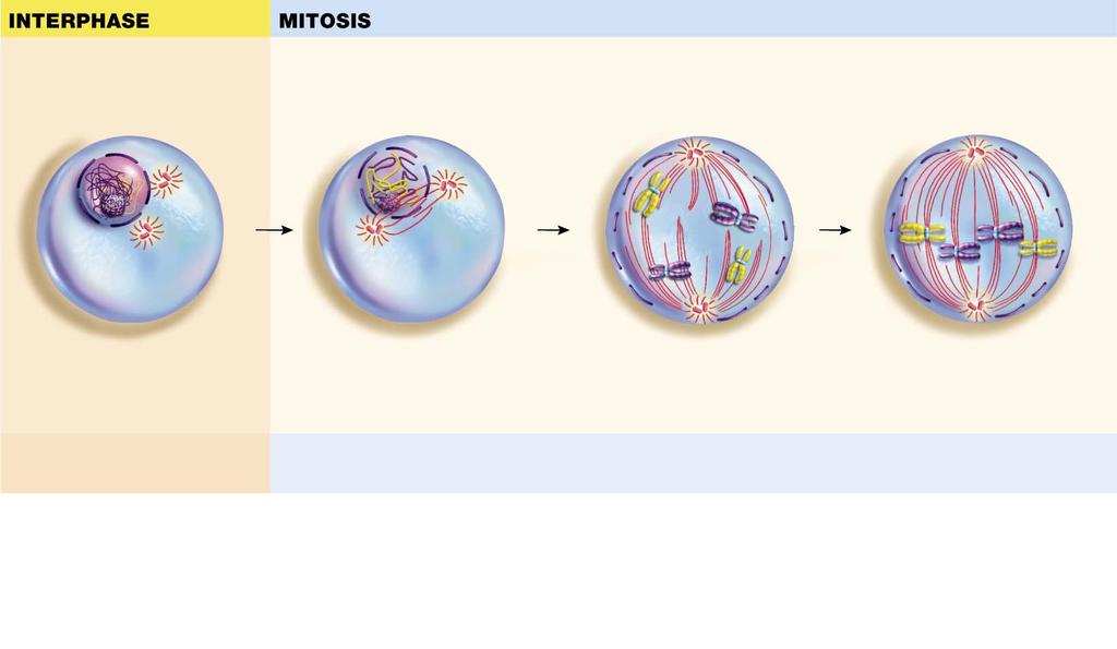 8.5 How Does Mitotic Cell Division Produce Genetically Identical Daughter Cells?