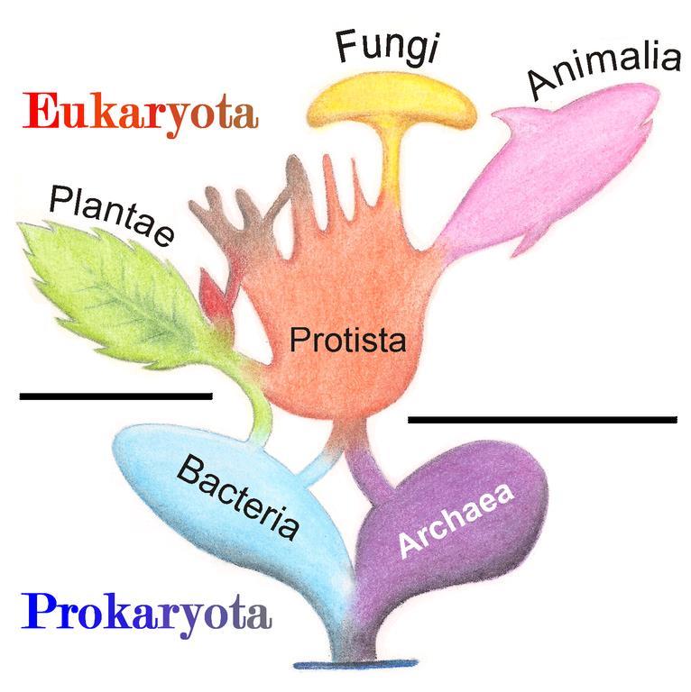 Types of Cells Protists.