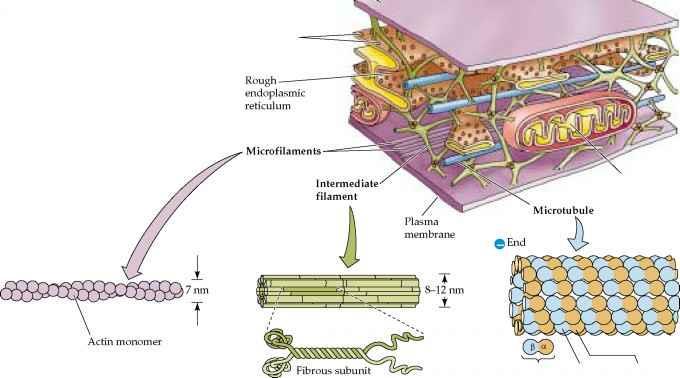 Cytoskeleton Microtubules resist