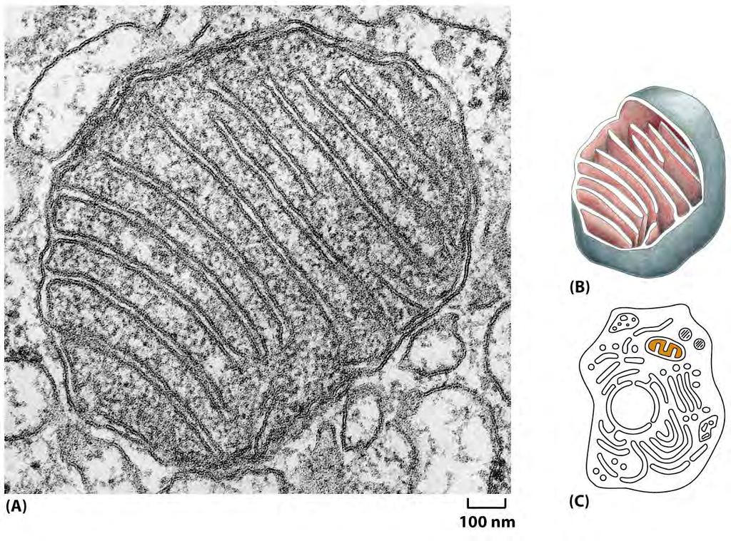 Structure of mitochondria Subcompartments of mitochondria Outer membrane (OM) Inner membrane (IM) Matrix Intermembrane space