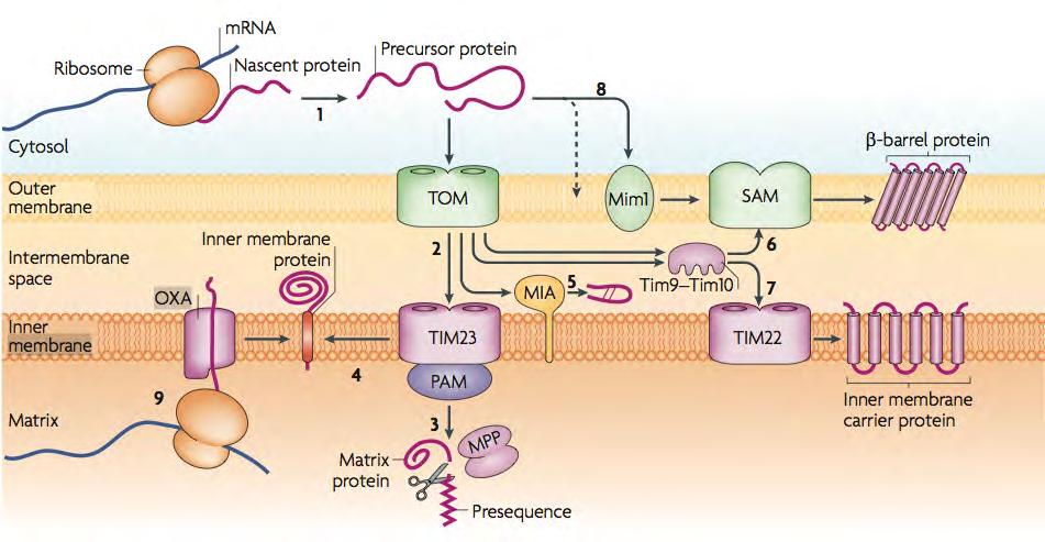 Overview of mitochondria import pathways Schmidt et al (2010) Nat Rev MCB Five pathways: A, B: Presequence containing proteins (matrix and IM proteins): TOM + TIM23 C: Carrier pathway for IM