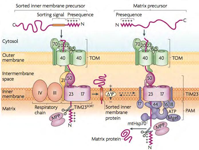 Import of pre-proteins containing a cleavable presequence into the matrix and IM Matrix targeting signal: -No clear consensus sequence -N-terminal residues, 10-80 AAs.