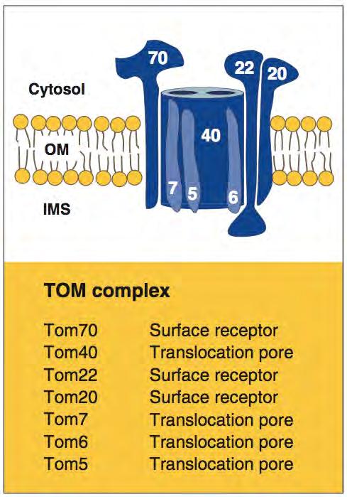 TOM: translocator of the outer membrane Preprotein receptors General import pore of TOM formed by TOM40, and 3 smaller subunits (Tom5, Tom6,Tom7); Tom40 is a b- barrel