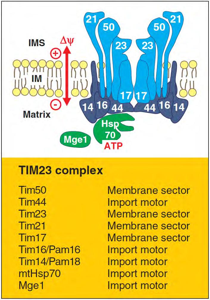 TIM23: translocator of the inner membrane TIM23 translocase: -major translocase of IM -Transports all matrix proteins, most IM proteins, and some IMS proteins.