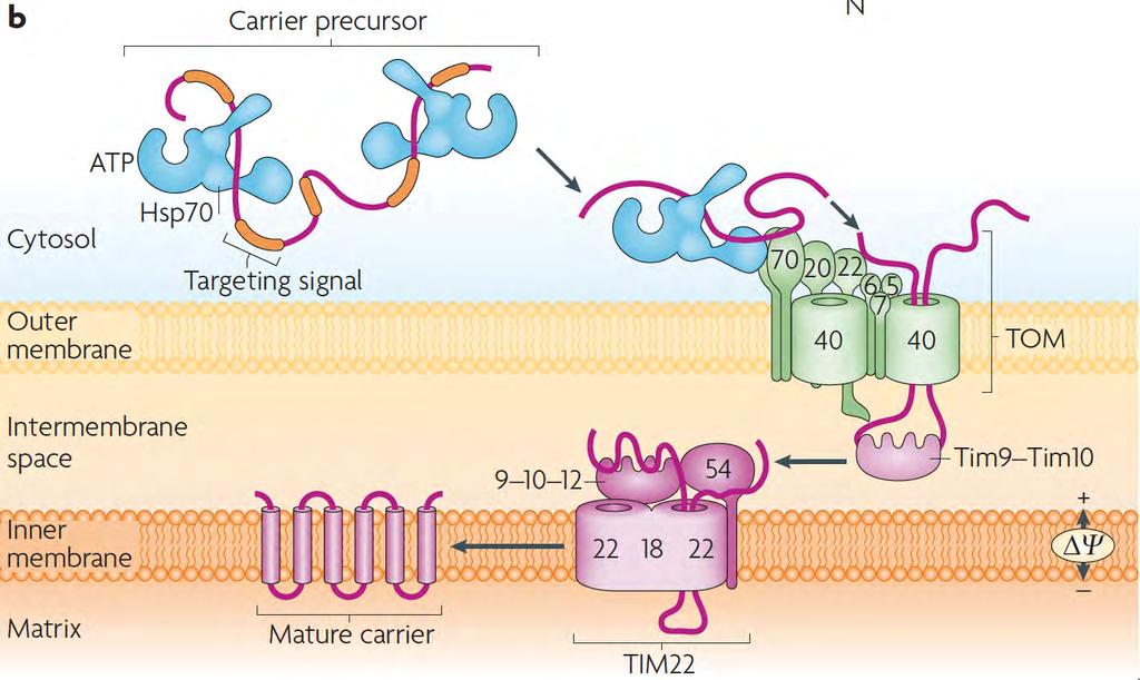 TOM and TIM22 are used in the carrier pathway Imported proteins have internal targeting
