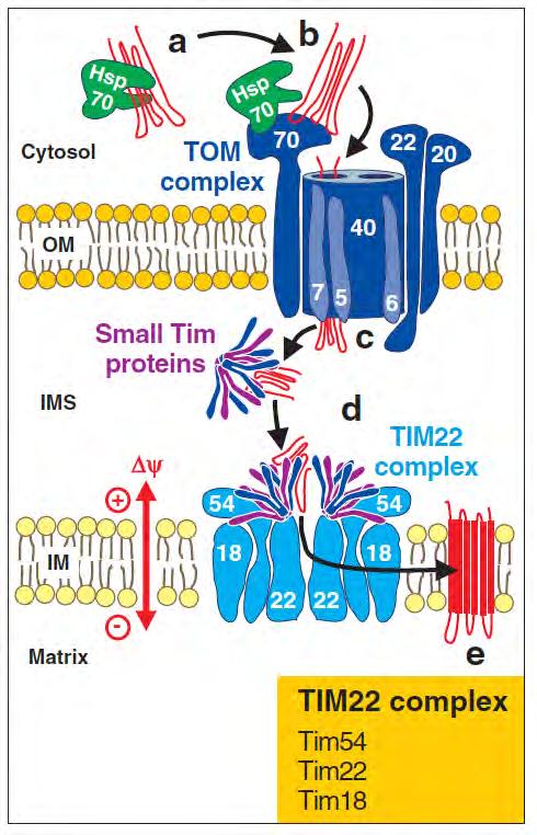 Small TIMs in the carrier pathway For some IM proteins with multiple TM segments, the carrier pathway involving TIM22 is used.