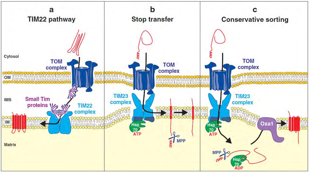 Three pathways to the inner membrane Tim22 is used by solute carriers of the IM and some membrane-bound TIM subunits. Small TIMs function to escort substrate from TOM to TIM22.