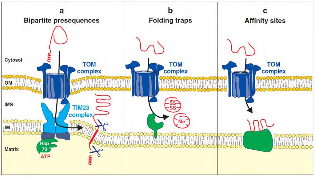 Pathways to the IMS Dependent on membrane potential. Lateral exit from TIM23 and proteolytic cleavage.