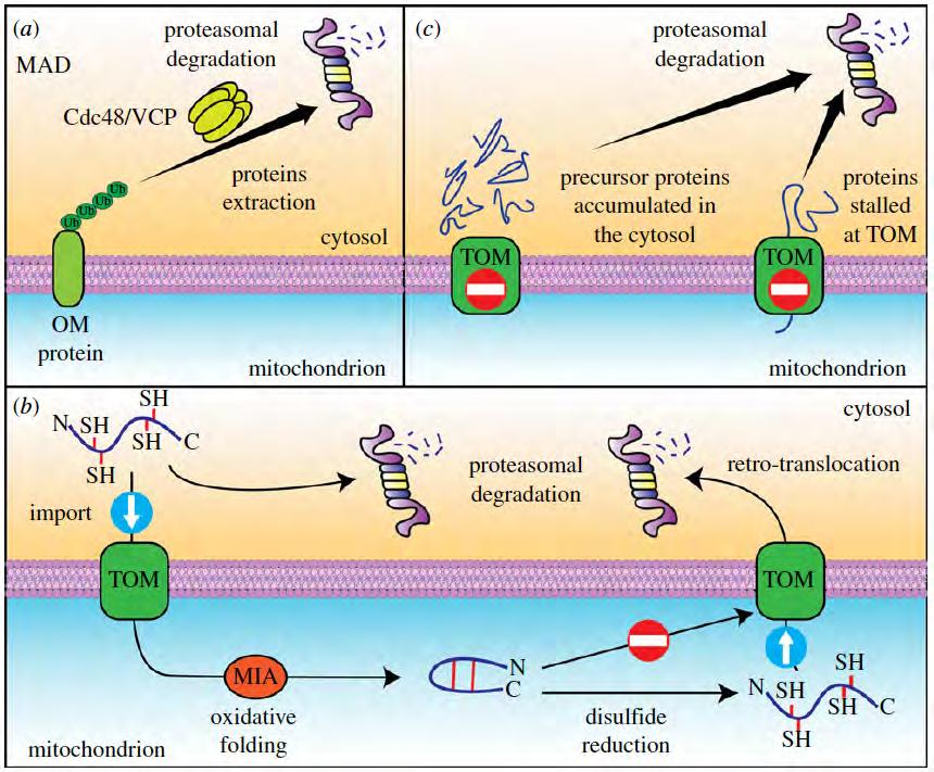 The UPS and protein quality control in mitochondria UPS is involved in degrading: a.