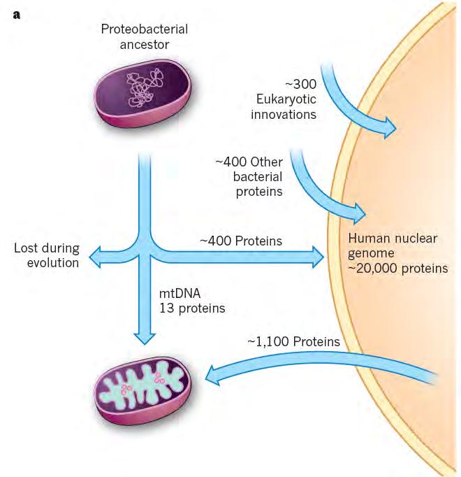 The vast majority of the mitochondrial proteome is encoded by the nucleus Mitochondria contain >1000 proteins; 13 are encoded by mtdna.