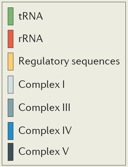 Encodes 37 genes: 13 polypeptides, 2 rrna, 22 trna