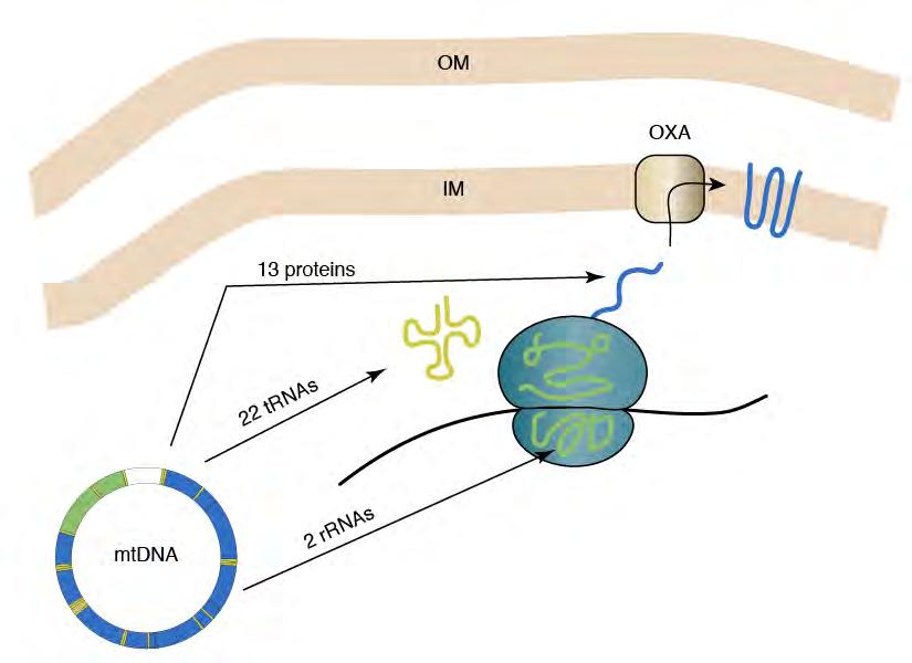 The mtdna gene products To make 13 polypeptides, mtdna encodes 2 rrnas and 22 trnas. The mitochondrial ribosomes are formed by rrnas encoded by mtdna and proteins subunits encoded by nuclear DNA.