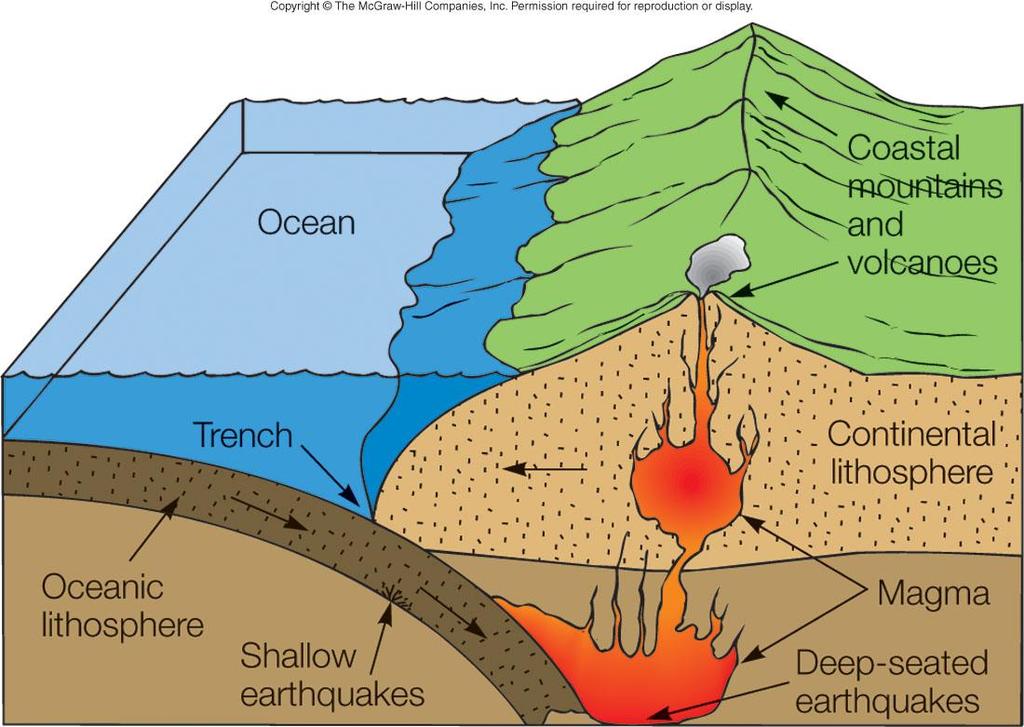 Ocean-continent plate convergence Oceanic plate of denser basaltic material subducted under less dense granite-type continental shelf