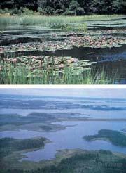 Wetlands Land surface is saturated or covered with