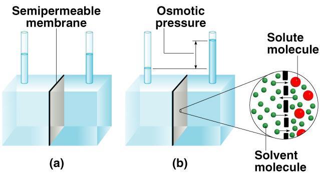 4- Osmotic Pressure (p) Osmosis is the selective passage of solvent molecules through a porous membrane from a dilute solution to a more concentrated one.