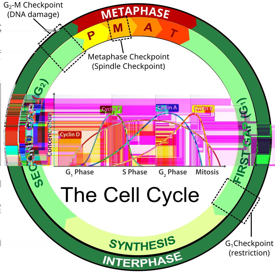 Eukaryotic cell cycle is governed by expression of cyclin proteins along with their activity.