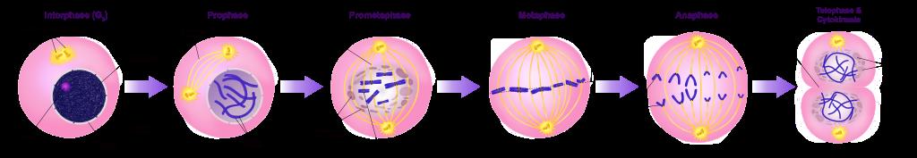 cell in preparation of forming two new nuclei and separate cells.