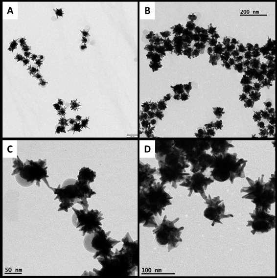 Figure S4. (A,B) TEM micrographs of Au-SiO 2 Janus nanostars before (A) and after reshaping and silica dissolution in water in the absence of 4-MBA (B).