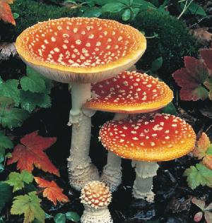 3.1 The Fungi Fungi (singular: fungus) are some of the most common but least visible organisms on Earth.