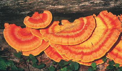 The Ascomycota and Basidiomycota phyla contain the most species.