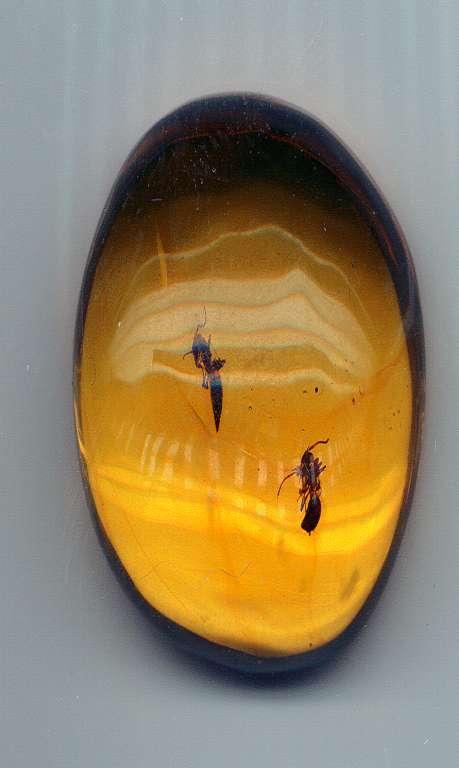 Preservation without alteration Insects preserved in amber Also: Freezing of soft parts Mummification of soft parts