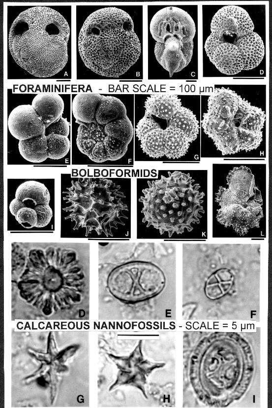 Microfossils Measured in microns or m One