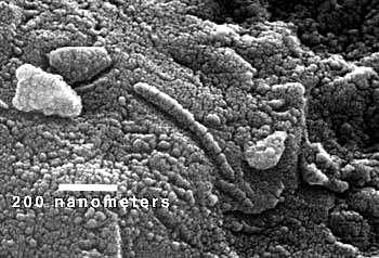Something to think about The most stunning evidence for most of us is the presence of tiny, tubeshaped objects that resemble terrestrial microfossils.