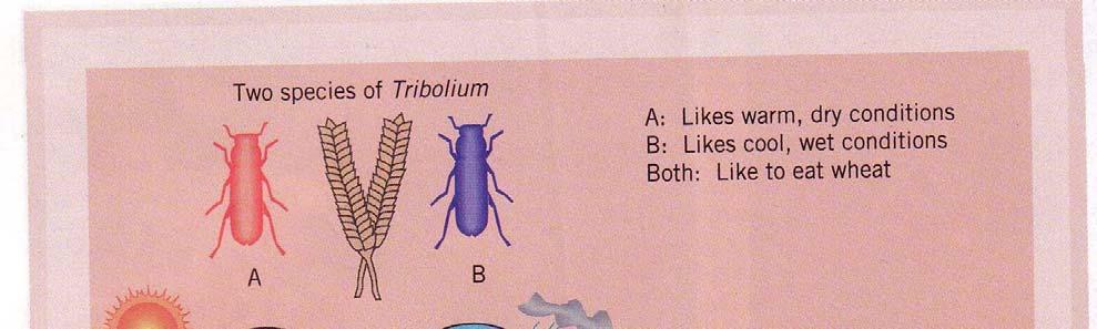 Competitive exclusion of flour beetle A: Likes