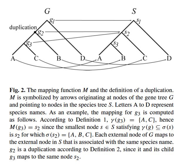 Speciation-Duplication Inference [Zmaseck and Eddy 2002] Very simple recursion to reconcile gene tree and species tree. Each node is labeled.