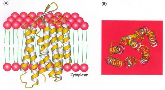 Hydrophobic effect drives protein folding What about membrane proteins?