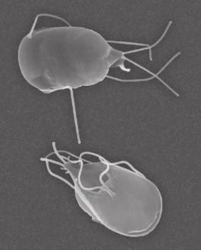 For more information about careers in adventure tourism, go to NELsoN science Figure 1 Protists range in size from (a) microscopic single-celled organisms to (b) giant multicellular species such as