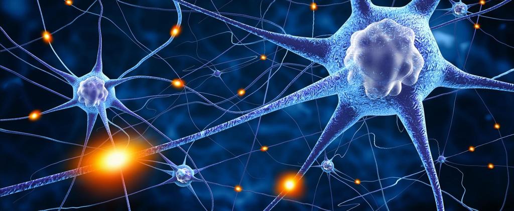 Bran: Interconnected Neurons Many neurons connect n to each