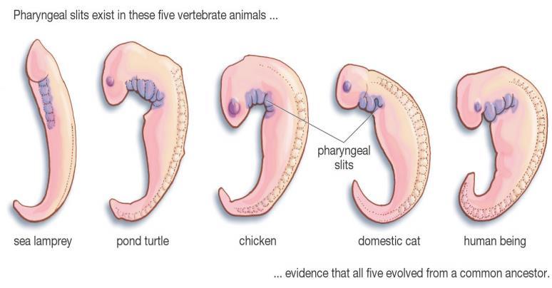 Embryology shows anatomical homologies not visible in.