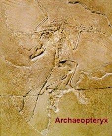 Archaeopteryx is a bird-like reptile with more reptile features than bird. BIOGEOGRAPHY The geographic distribution of species.