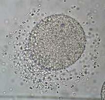 organisms that spawn their gametes into water. 2.