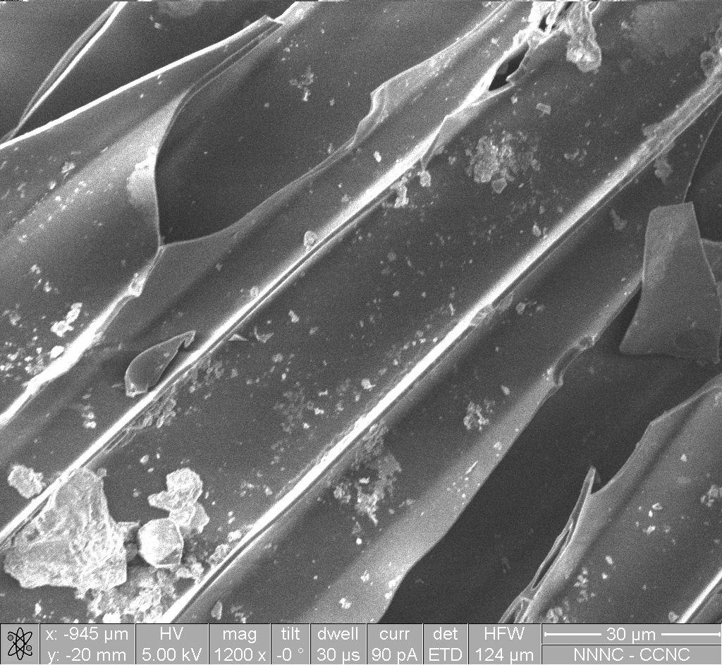 SEM images of CNL1 carbon. 3.2 Yield and properties of activated CNL1 carbons The yield of activated carbons is an important consideration in the evaluation of new types of raw materials.