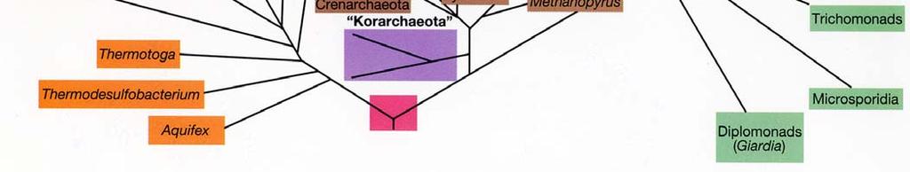BACTERIA Phototrophic and Lithotrophic metabolism Phototrophs are those organisms that use light energy to establish a proton