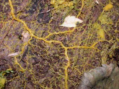 Slime molds o Organisms that are individual cells that can be drawn together by
