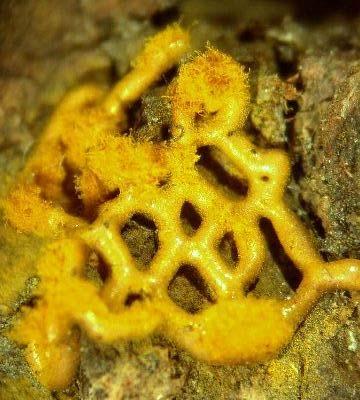 o Non-cellular slime molds are multinucleate masses of protoplasm.