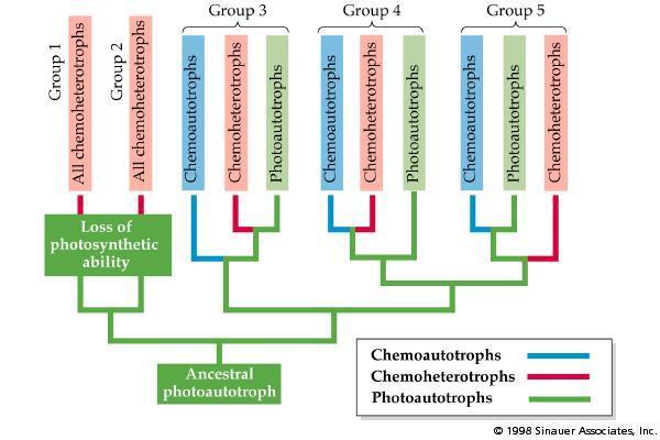 The Evolution of Metabolism in the Proteobacteria: One Hypothesis The common ancestor of all proteobacteria was probably a photoautotroph.