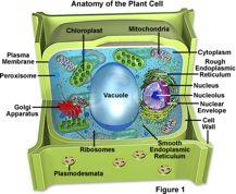 The differences between plant cells and