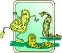 Eubacteria Kingdom Unicellular, prokaryotic cells No nucleus All