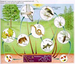 A food web is two or more