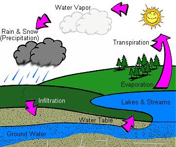 The four parts of the water cycle are evaporation,