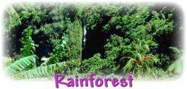 Rainforest The ecosystem of the rainforest is based on the most complex interdependence of plants and animals.