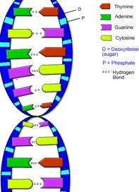 DNA DNA is a double helix molecule.